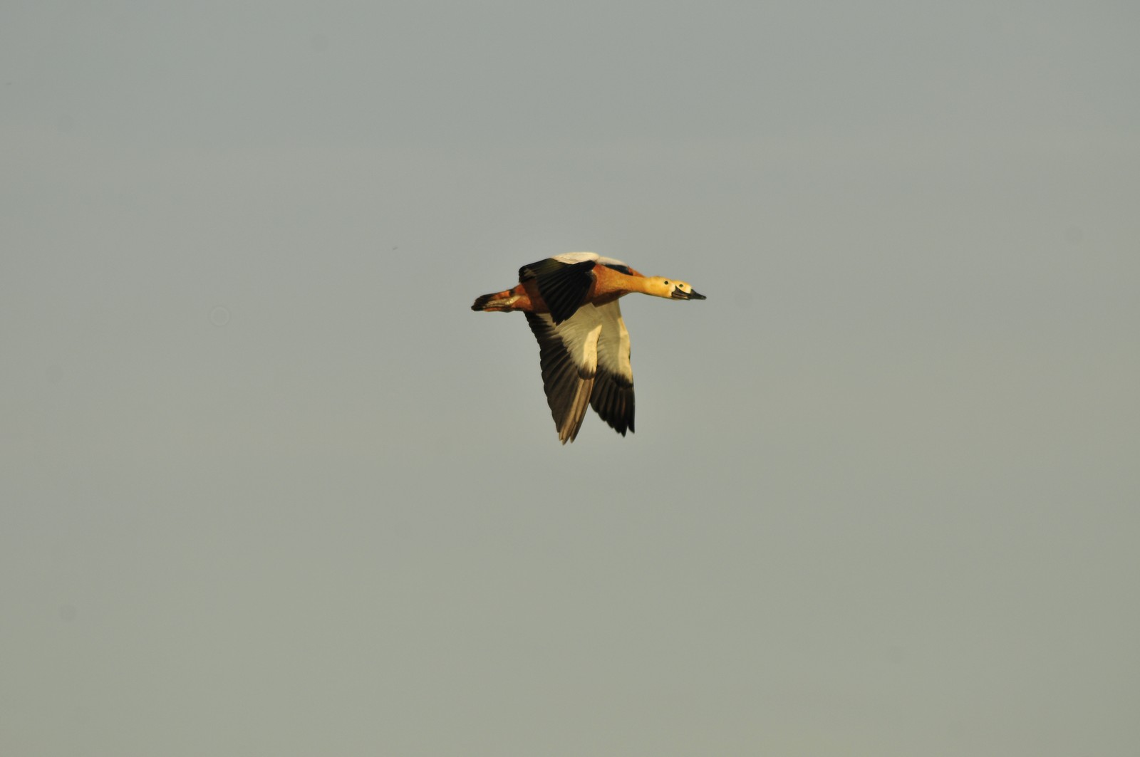 Casarche in volo SINCRONIZZATO